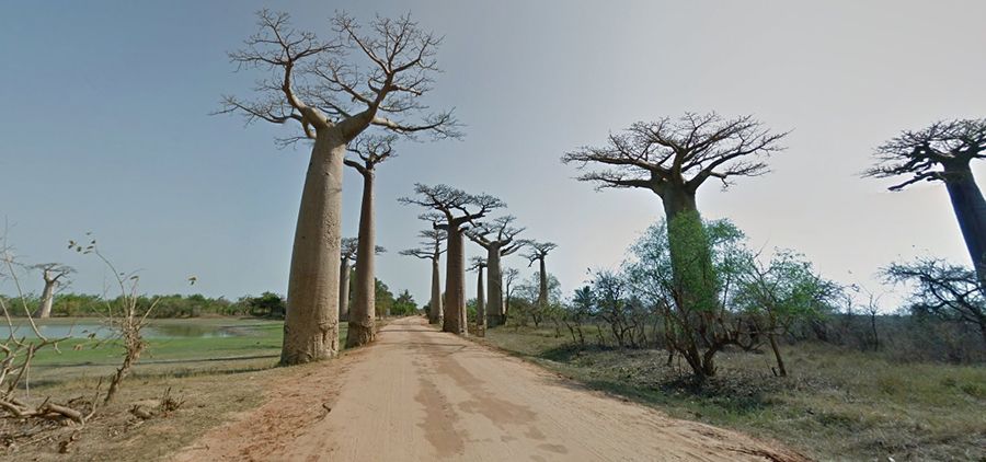 Avenue of the Baobabs Avenue of the Baobabs